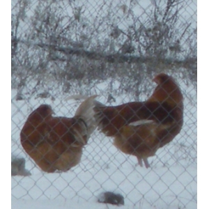 Filet de chapon c-[COPIE A MODIFIER]