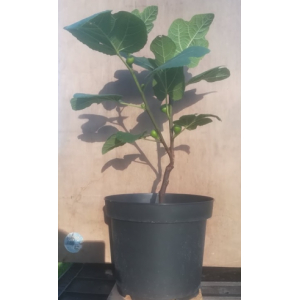 Figuier rouge de bordeaux