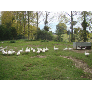 Canes prêt à cuire de 1.7 à 1.9kg