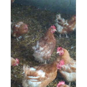 Poules prêt à cuire de 1.4 à 1.7kg