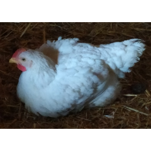 Découpe de poulet - lot de 2 cuisses env1kg