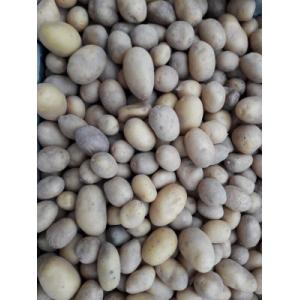 Pomme de terre granaille