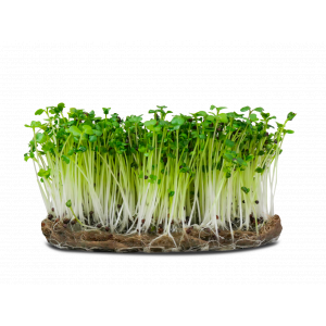 Micropousse de brocoli (herbacée)