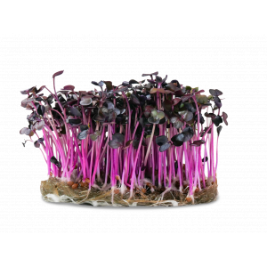 Micropousse de radis pourpre (poivrée)