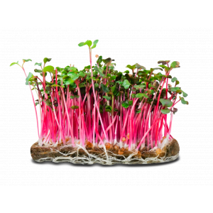 Micropousse de radis rose (poivrée)