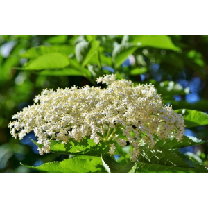 Sureau g'lée florale