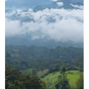 Kaffa ethiopia grains