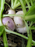 Navets nouveaux en botte