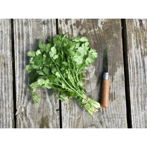Coriandre botte