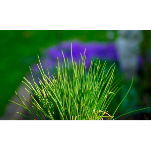 Ciboulette - bouquet