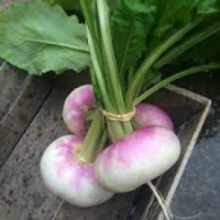 Navets nouveaux botte de 5 (600/700g)