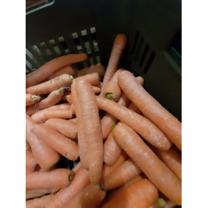 Carottes