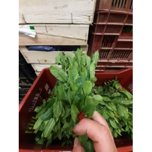 Menthe