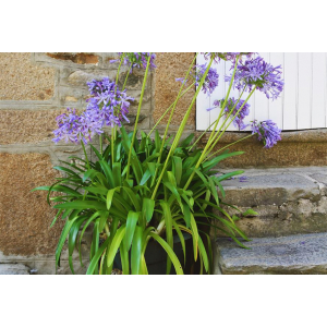 Agapanthes bleu