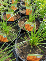 Kniphofia orange en pot de 3l