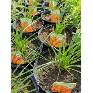 Kniphofia orange en pot de 3l