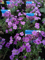 Aubriète rose en pot de 3l