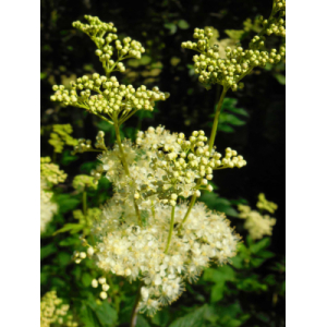 Sucre à la reine des prés