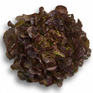 Laitue feuille de chêne rouge
