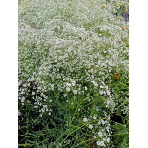 Gypsophile blanc en pot de 3l