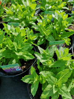 Sauge bleue vivace en pot de 3l