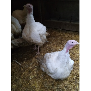 Découpe de dinde-colis env3kg(1.5kg esc+1cui)