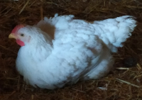 Découpe de poulet - lot de filets env. 2kg