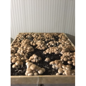 Champignon de paris brun