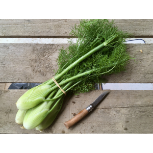 Fenouil botte
