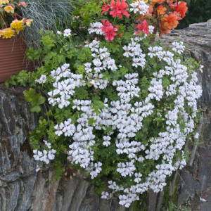 Geraniums roi des balcons blanc