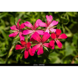 Geranium roi des balcons rouge
