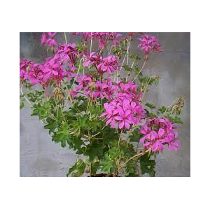 Geranium roi des balcons lilas