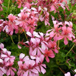 Geranium roi des balcons rose