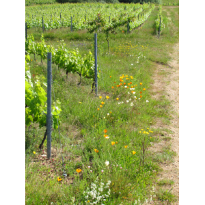 Beaujolais villages tradition 2023