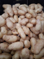 Pommes de terre nouvelle moy bf 15