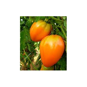 Plant de tomate cœur de bœuf orange