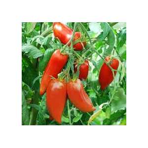 Plant de tomate cornue des andes