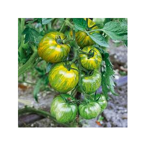 Plant de tomate green zebra