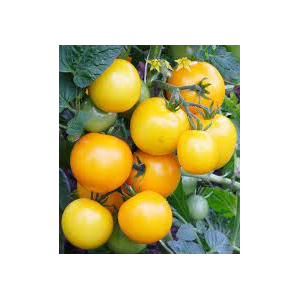 Plant de tomate lemon boy f1