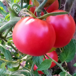 Plant de tomate pink sun  f1
