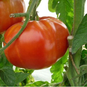 Plant tomate marmande