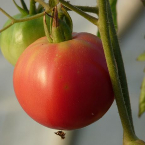 Plant tomate rose de berne