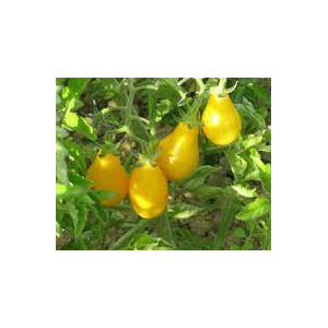 Plant de tomate cerise jaune