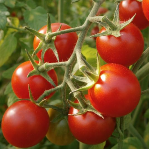 Plant de tomate cerise rouge