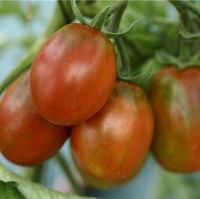 Plant tomate prune noire