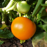 Plant tomate kaki coing