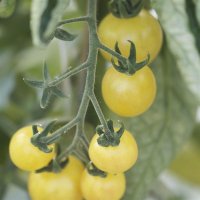 Plant tomate groseille blanche