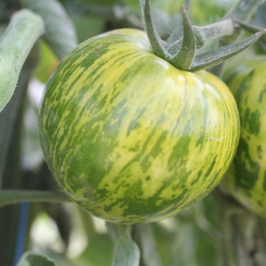 Plant tomate green zebra