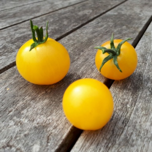 Plant tomate cerise jaune