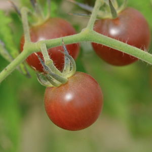 Plant tomate cerise noire